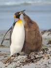 King penguin feeding of a chick in the Falkland Islands in the South Atlantic, Saunders Island. Art Print
